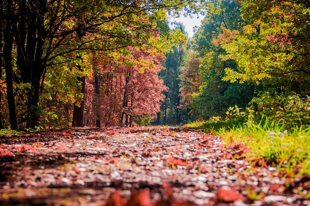 Jesienny Krajobraz Parku.