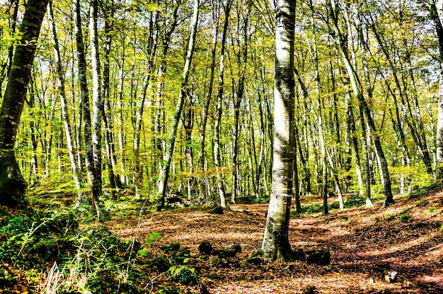 Jesienny krajobraz rezerwatu przyrody Fageda d'en Jorda (Jord Beech Forest) w La Garrotxa, Girona.