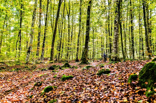 Jesienny krajobraz rezerwatu przyrody Fageda d'en Jorda (Jord Beech Forest) w La Garrotxa Girona.