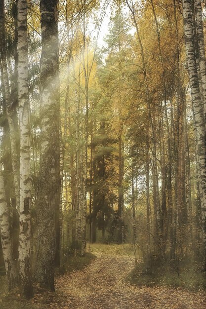 jesienny krajobraz tło, promienie słońca w lesie, park, drzewa sezonowy widok październik