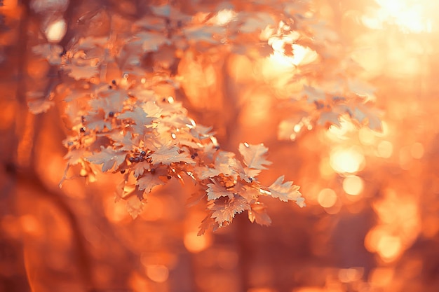 jesienny krajobraz tło z żółtymi liśćmi / słoneczny jesienny dzień, promienie słoneczne o zachodzie słońca w pięknym żółtym lesie, opadłe liście, jesień