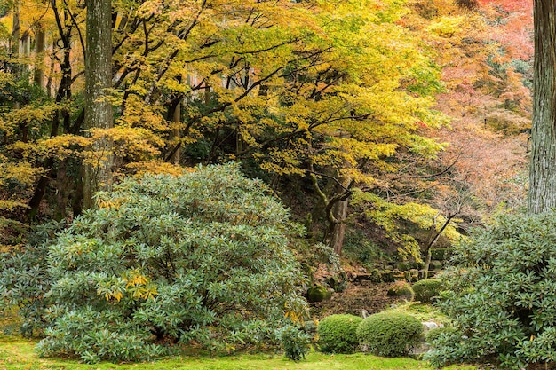 Jesienny krajobraz w japońskim parku