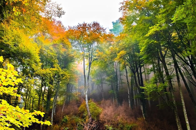 Jesienny krajobraz w lesie La Fageda de Grevolosa, La Garrotxa.