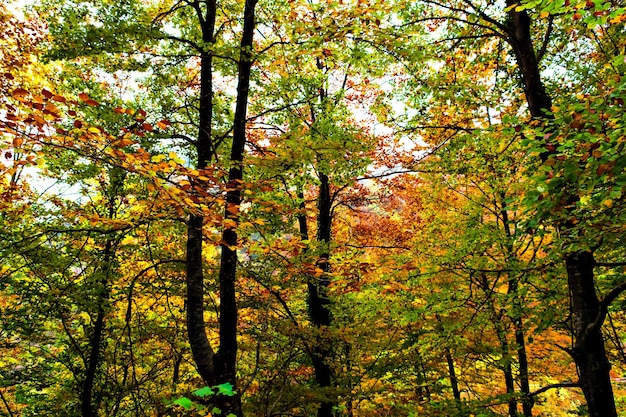 Jesienny krajobraz w lesie La Fageda de Grevolosa, La Garrotxa,