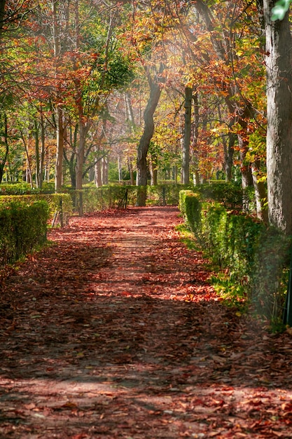 Jesienny krajobraz w parku Retiro w Madrycie, w Hiszpanii