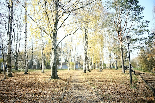 Jesienny Krajobraz W Parku / Sezonowy żółty Krajobraz Słoneczny Park Z Opadłymi Liśćmi