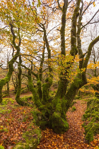 Zdjęcie jesienny krajobraz w sierra de urbasa, wspólnota autonomiczna nawarry. hiszpania