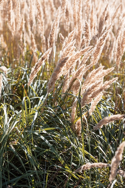 Jesienny krajobraz w słoneczny dzień. Pole z suchą jesienną trawą. Trawa pampasowa na zewnątrz w jasnych pastelowych kolorach.