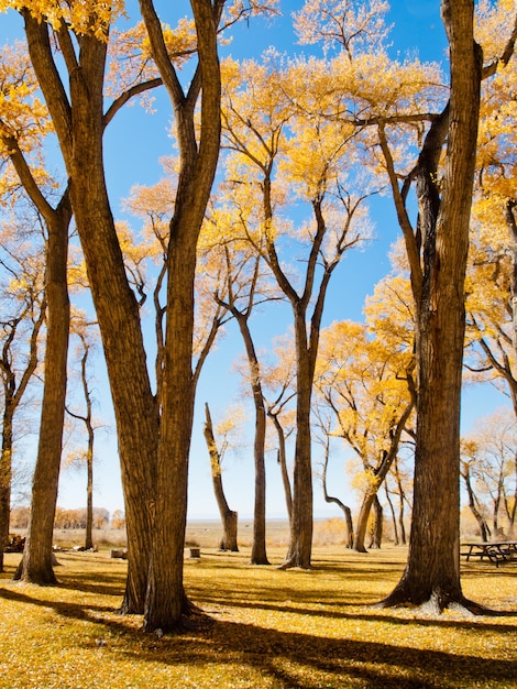 Jesienny krajobraz w Zapata Ranch w stanie Kolorado.