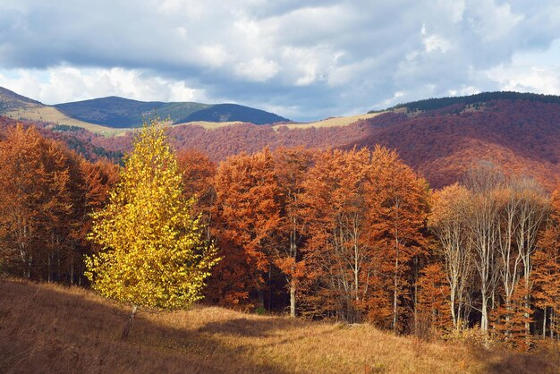 Jesienny krajobraz z bukowego lasu. Brzoza z żółtymi liśćmi. Słoneczna pogoda w górach