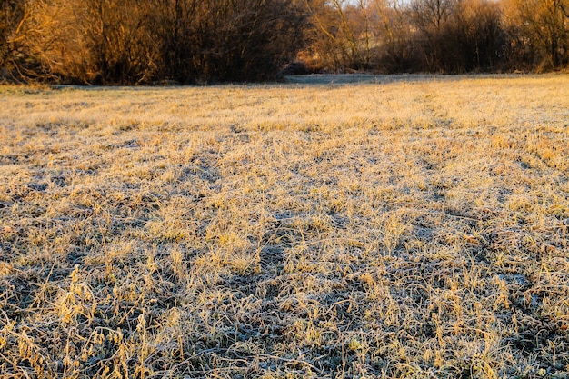 Jesienny Krajobraz Z Drzewami I Szeroką łąką Pokrytą Pierwszymi Szadźami