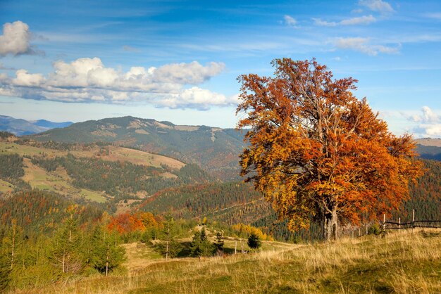 Jesienny krajobraz z dużym kolorowym drzewem i panoramą gór