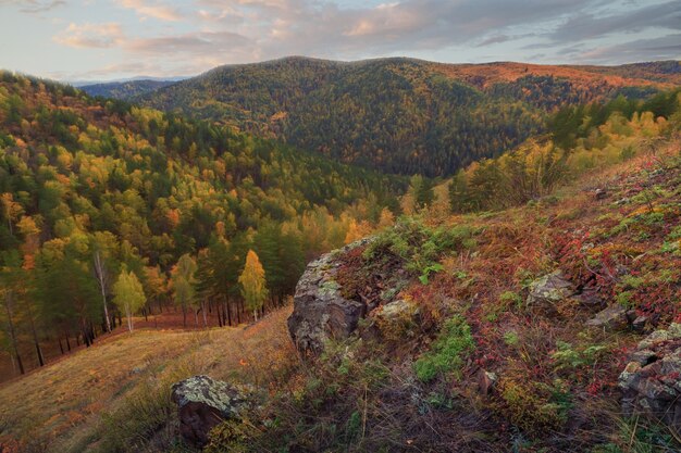 Jesienny krajobraz z górami pokrytymi leśną żółtą trawą i skałami na pierwszym planie