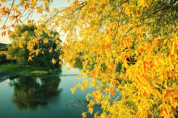 Jesienny krajobraz z jeziorem Gałęzie z żółtymi liśćmi nad jeziorem