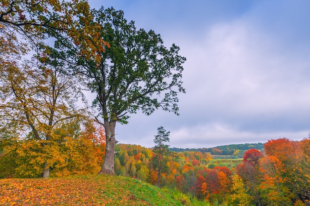 Jesienny krajobraz z kolorowymi drzewami