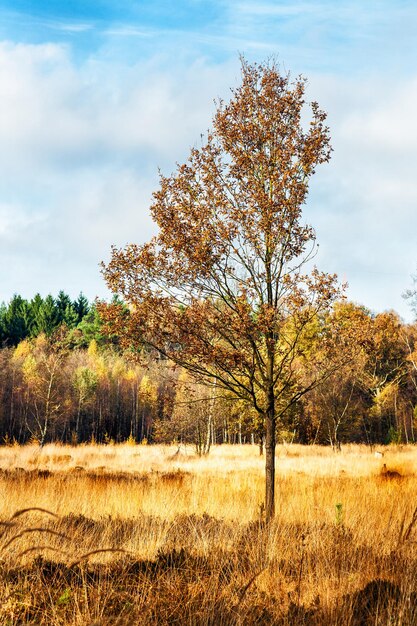 Jesienny Krajobraz Z Lasem I Samotnym Drzewem Na Bagnach Na Pierwszym Planie