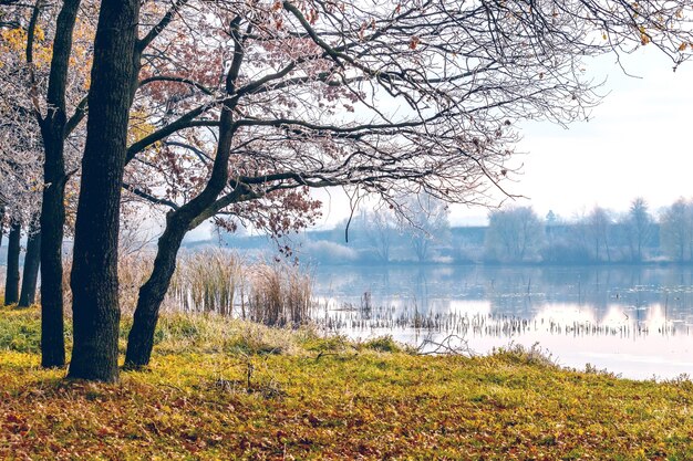 Jesienny krajobraz z pokrytymi mrozem drzewami nad rzeką