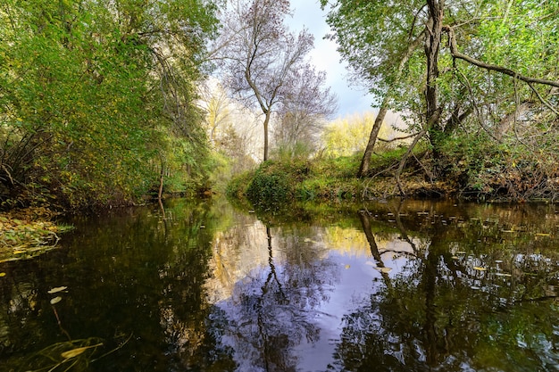 Jesienny Krajobraz Z Rzeką Niosącą Opadłe Liście, Złote I Zielone Drzewa I Odbicia W Wodzie.