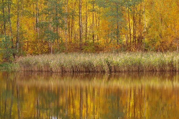 Jesienny krajobraz z rzeką w słońcu