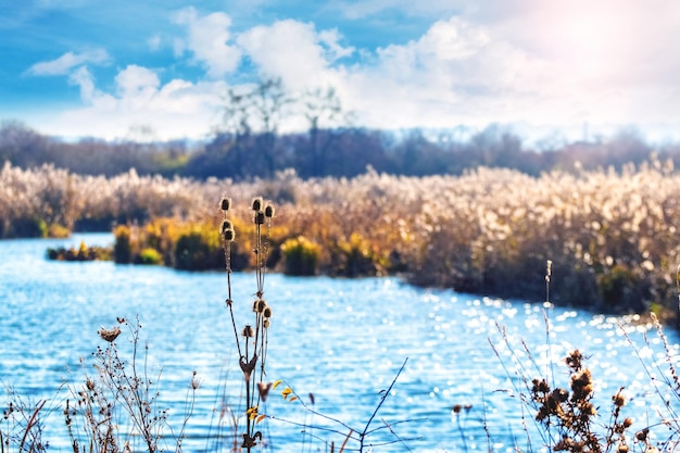 Jesienny krajobraz z zaroślami suchej trawy i chwastów nad brzegiem jeziora lub rzeki przy słonecznej pogodzie