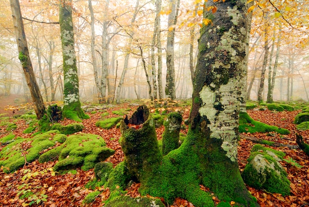 Jesienny las bukowy w lesie Irati. Nawarra. Hiszpania
