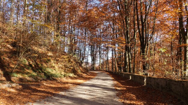 Jesienny las i słońce prześwitujące przez liście