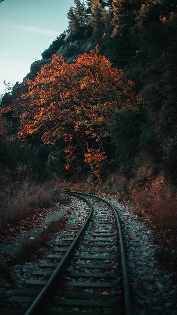 Jesienny las Jesienna droga