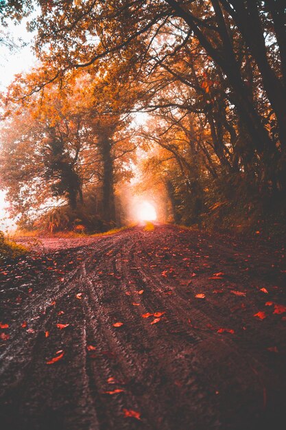 Jesienny las Jesienna droga