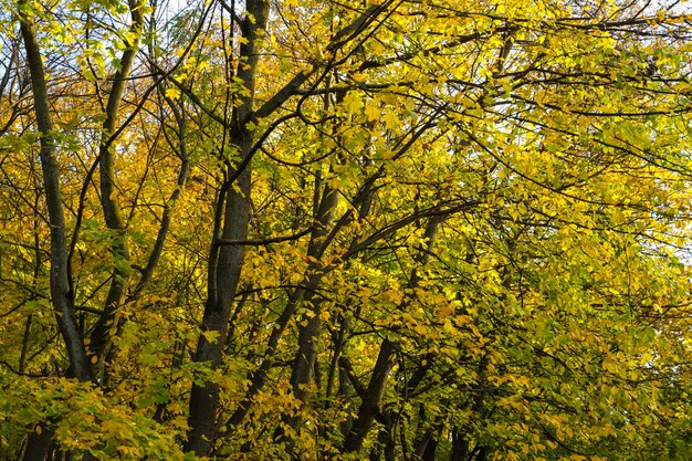 jesienny las. Krajobraz lasu jesienią. jesień w tle