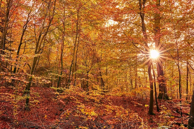 Jesienny las Las w barwach jesieni