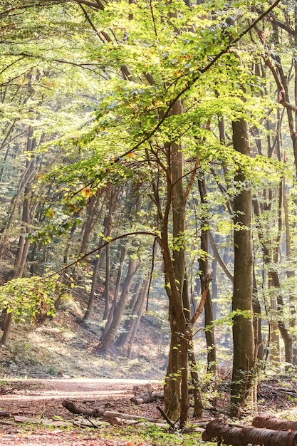 Jesienny Las Natura. Kolorowe promienie słońca lasu przez gałęzie drzew.