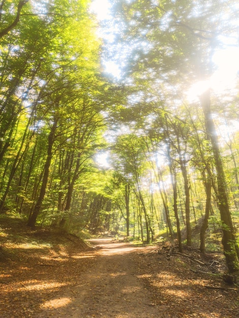 Jesienny Las Natura. Kolorowe promienie słońca lasu przez gałęzie drzew.