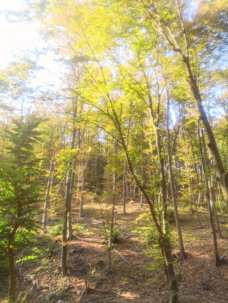 Jesienny Las Natura. Kolorowe promienie słońca lasu przez gałęzie drzew.