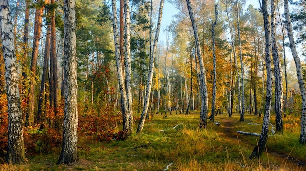 Jesienny las. Piękny krajobraz. Kolory jesieni