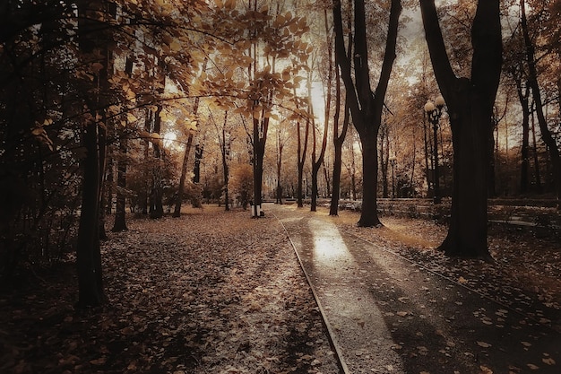 jesienny las północ / krajobraz w jesiennym lesie, północ, widok przyrody w sezonie jesiennym