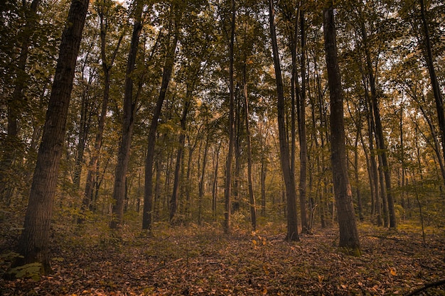 Jesienny las, poranna mgła, abstrakcyjny krajobraz natura jesień. Spokojny spokój leśny malowniczy