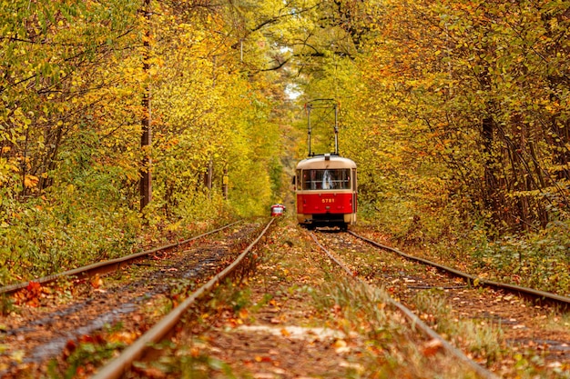 Jesienny las, przez który przejeżdża stary tramwaj na Ukrainę