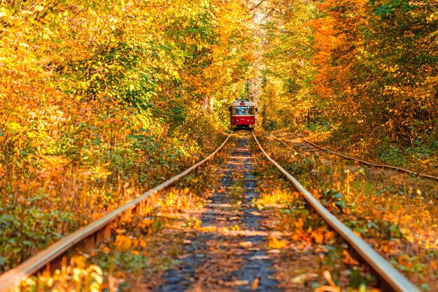 Jesienny las, przez który przejeżdża stary tramwaj na Ukrainę