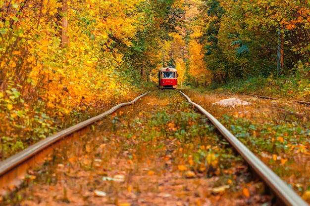 Jesienny las, przez który przejeżdża stary tramwaj na Ukrainę