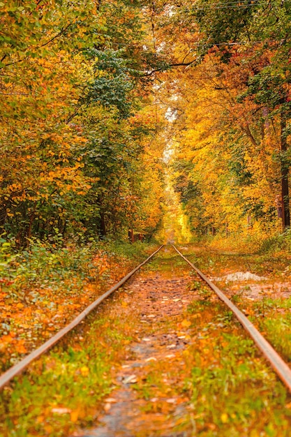 Jesienny Las, Przez Który Przejeżdża Stary Tramwaj Na Ukrainę