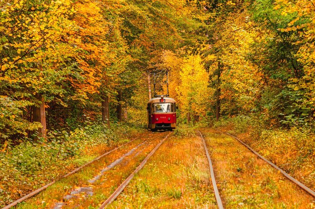 Jesienny las, przez który przejeżdża stary tramwaj na Ukrainę