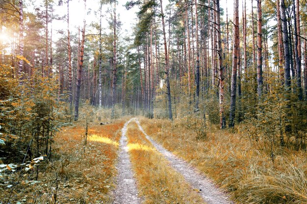 Jesienny las sosnowy wczesnym rankiem