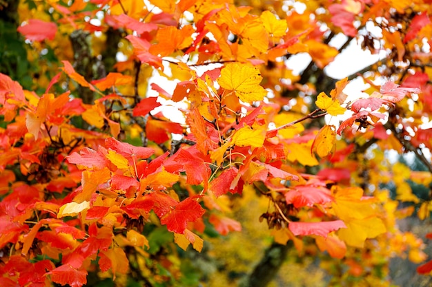 Jesienny Las Tło żywy Kolor Drzewa Czerwone Pomarańczowe Liście W Jesiennym Parku