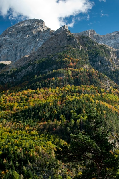 Jesienny las w dolinie Bujaruelo, Ordesa, Park Narodowy Monte Perdido, Huesca, Aragonia, Hiszpania