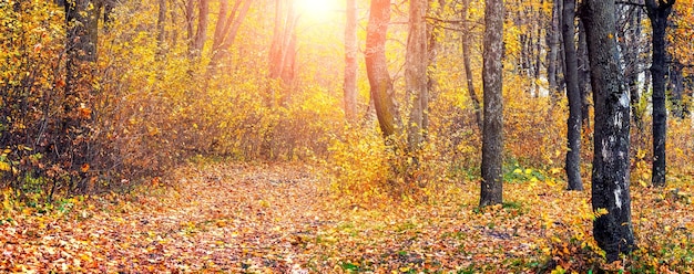 Jesienny las w słoneczny dzień z kolorowymi drzewami i drogą pokrytą opadłymi liśćmi. Piękno w naturze