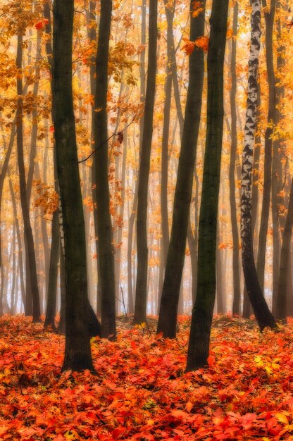 Jesienny las we mgle