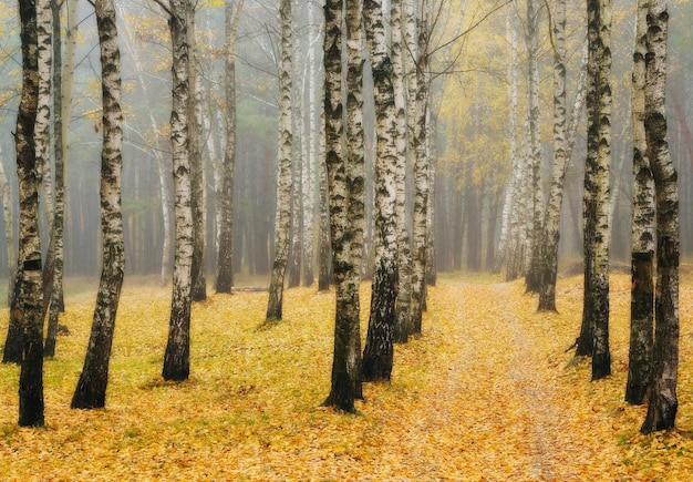 Zdjęcie jesienny las we mgle
