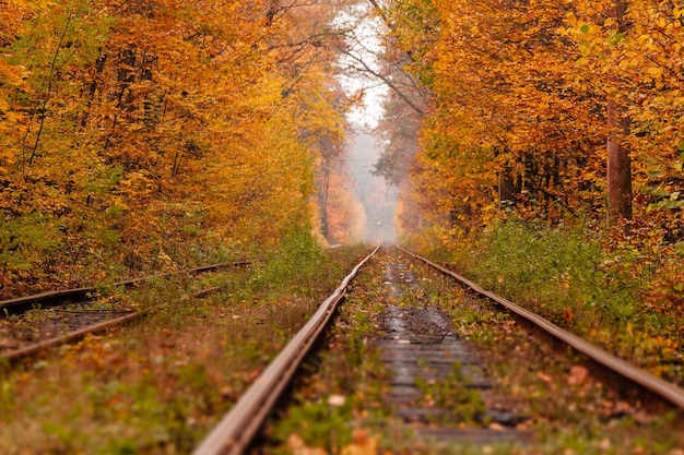 Jesienny las, wśród którego jeździ dziwny tramwaj