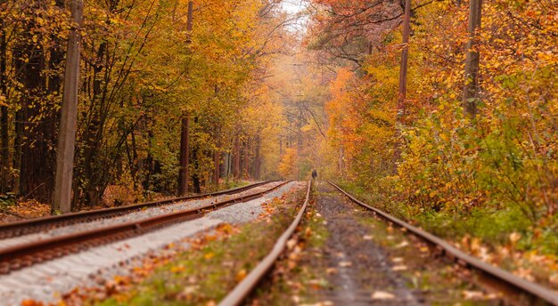 Jesienny las, wśród którego jeździ dziwny tramwaj