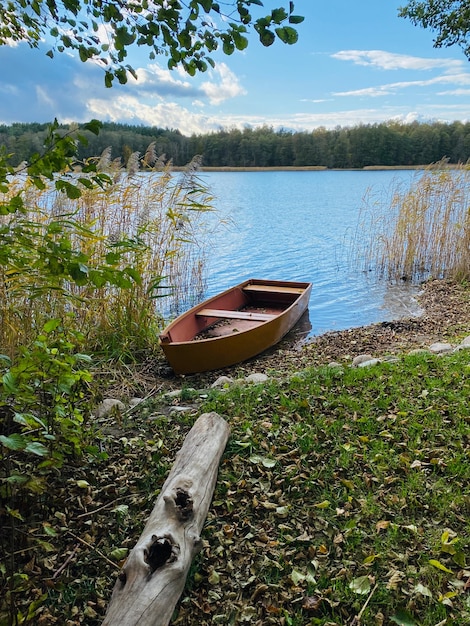 jesienny las z drzewami i żółtymi liśćmi